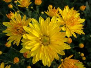 What do yellow chrysanthemums mean