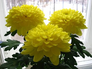 Where did the name chrysanthemum come from?