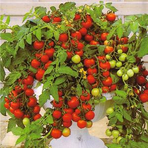 How to care for tomatoes