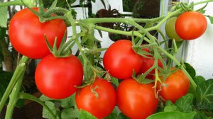 Tomato variety selection