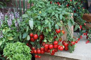 Tomato variety for growing on the balcony