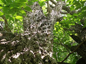 Amur velvet bark decoction