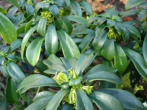 Euphorbia indoor plants