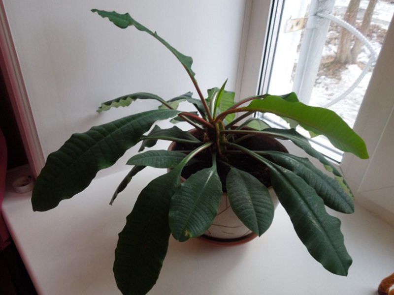 Brief information about indoor plant