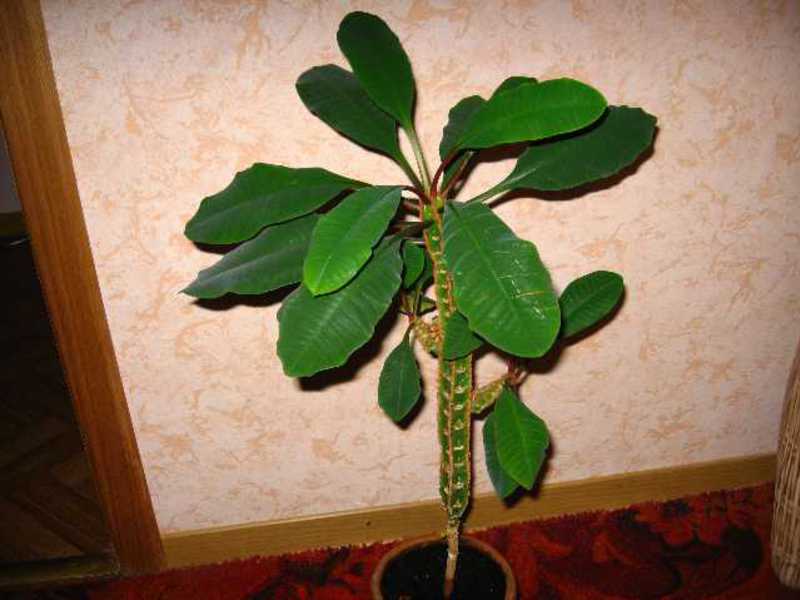 Poisonous indoor plants - be careful!