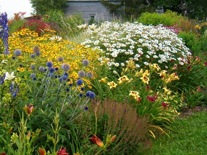 Summer annuals