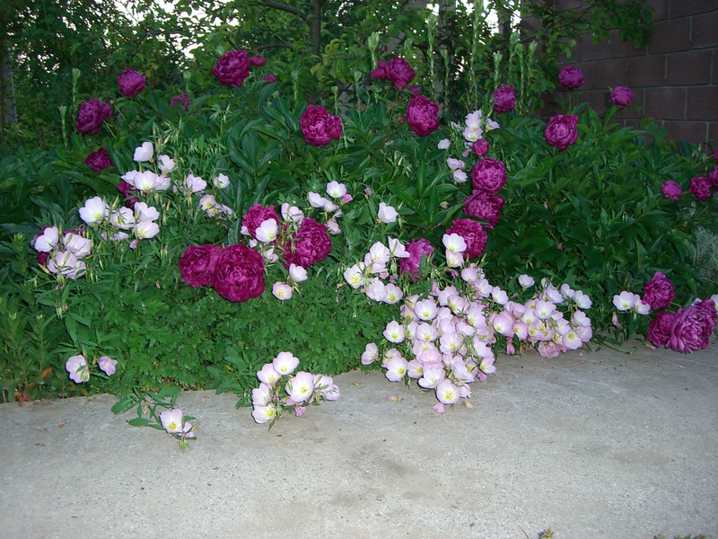 Planting perennials