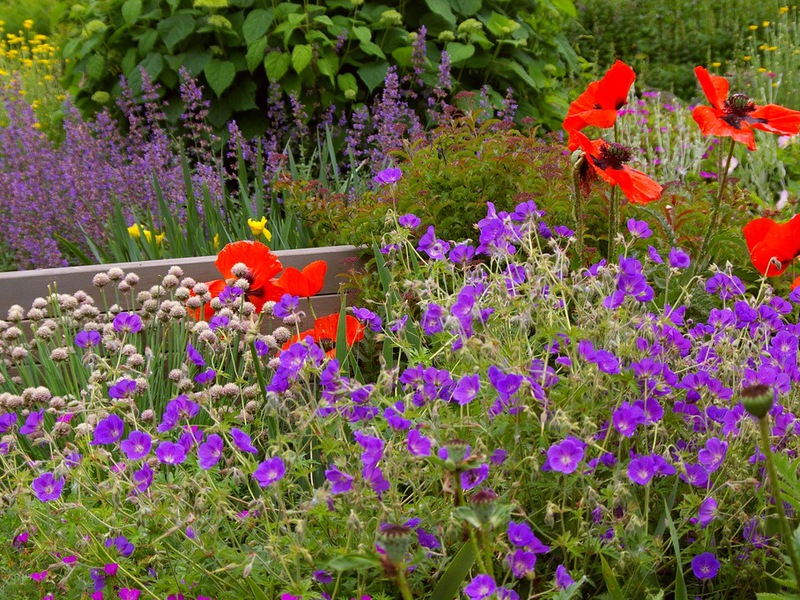 Bright summer flowers