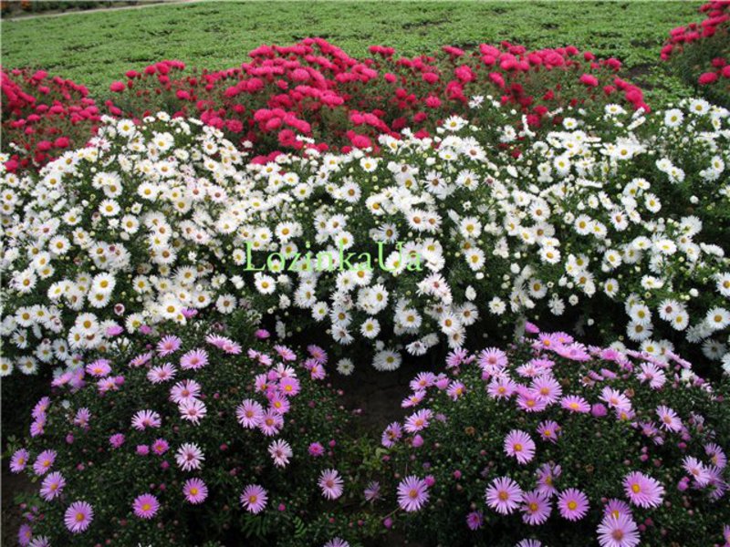 Blooming summer flowers