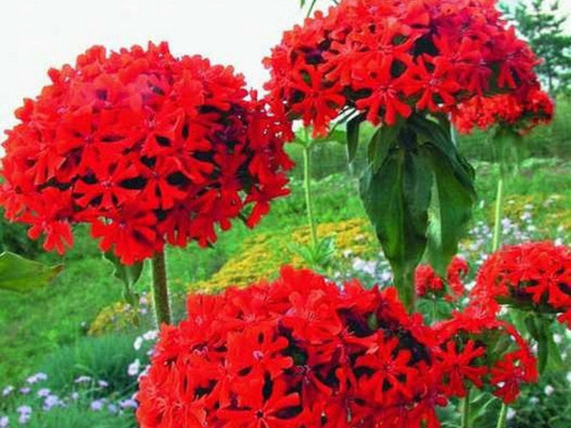 Sowing Summer Blossom Flowers