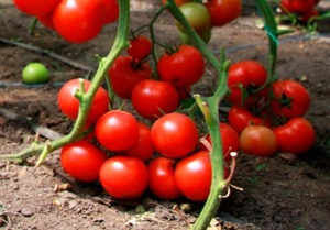 Conditions for growing tomatoes