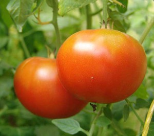 What varieties grow best in the Leningrad region