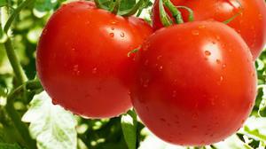 Conditions for growing tomatoes