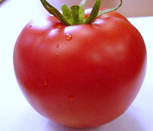 How to grow a tomato in the Leningrad region