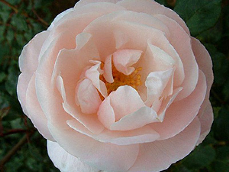 What is special about shrub roses