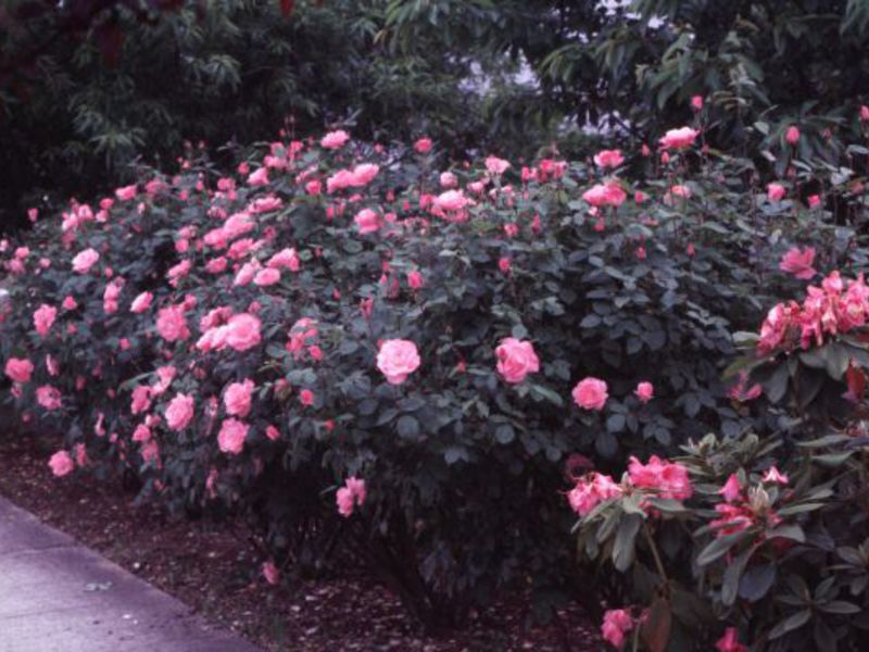 How to care for sprawling rose bushes