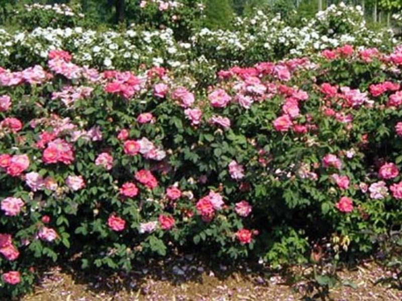 How to plant sprawling rose bushes