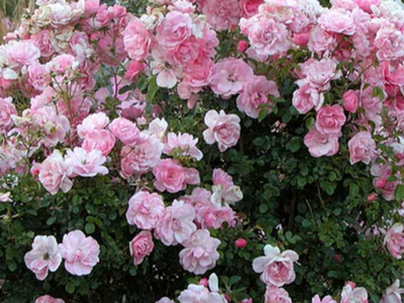 Bush roses in landscape design