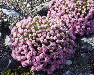 Conditions for breeding armeria