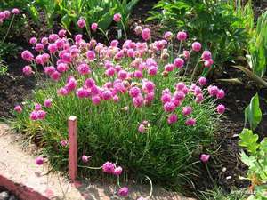 Where to plant the armeria