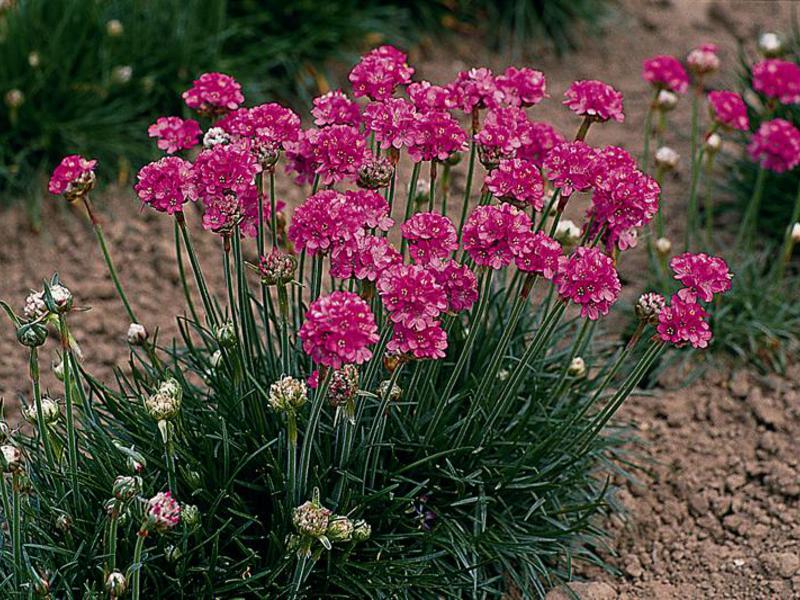 Flower of armeria