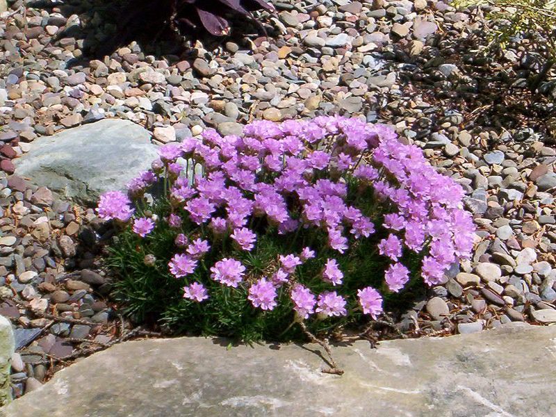 Armeria bloom