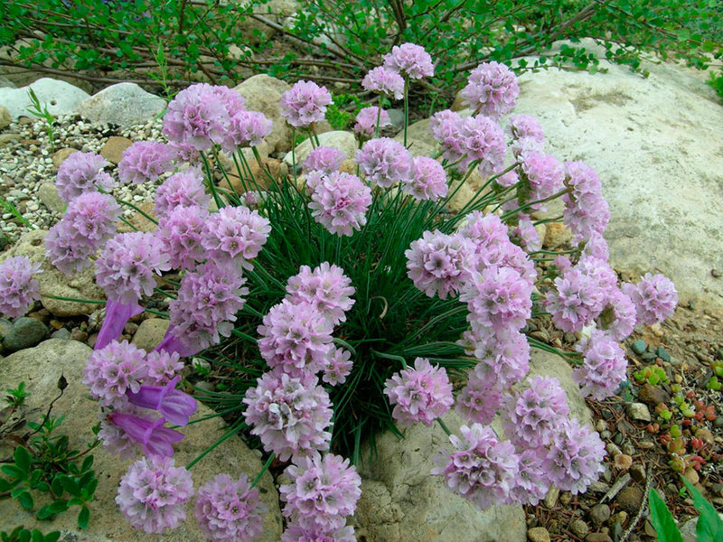 Armeria planting, care and fertilization.