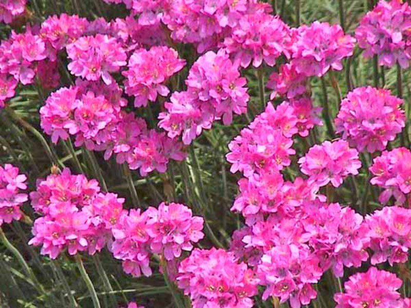 Armeria planting