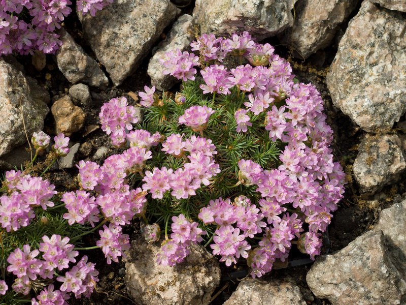 Narrow leaves of Armeria