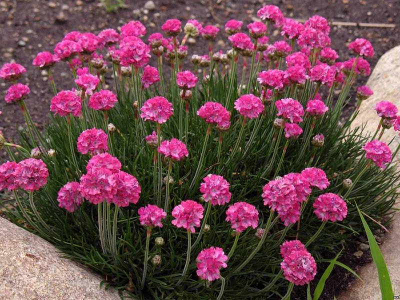 Where armeria grows