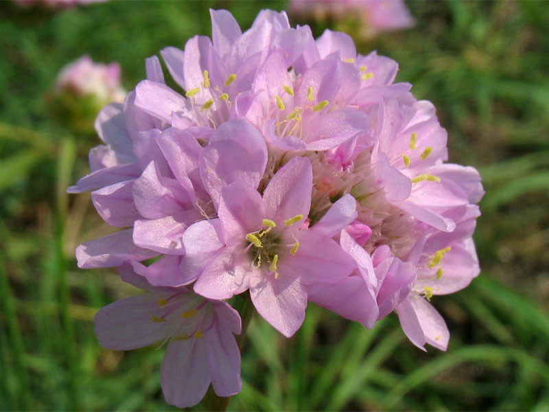 Blooming armeria