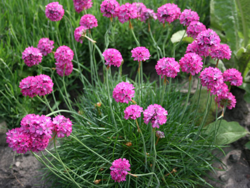 Narrow leaves of Armeria