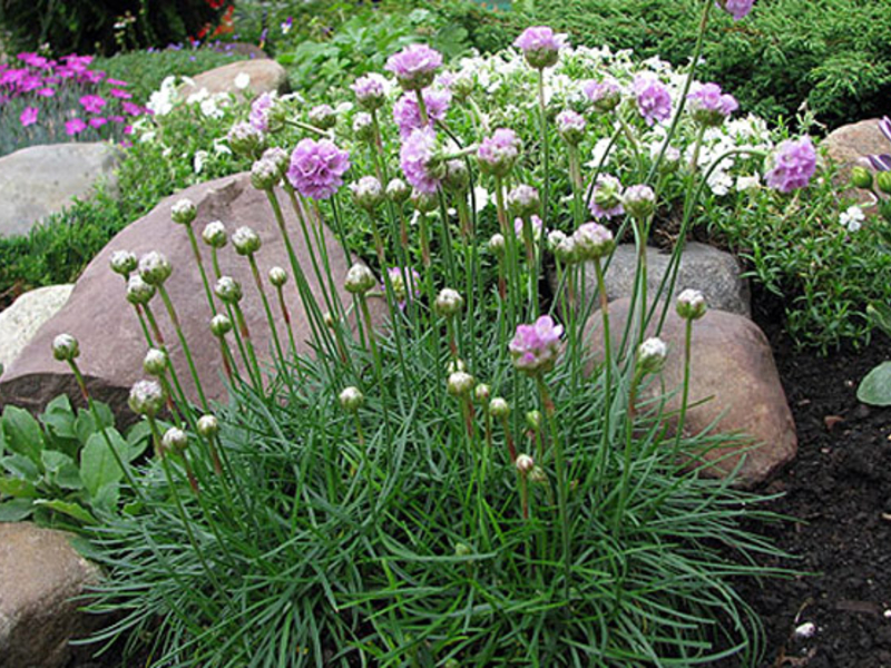 Armeria white