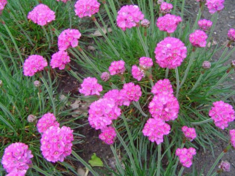 How armeria grows