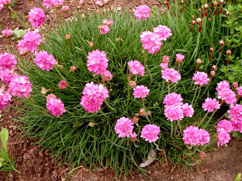 Armeria flower description