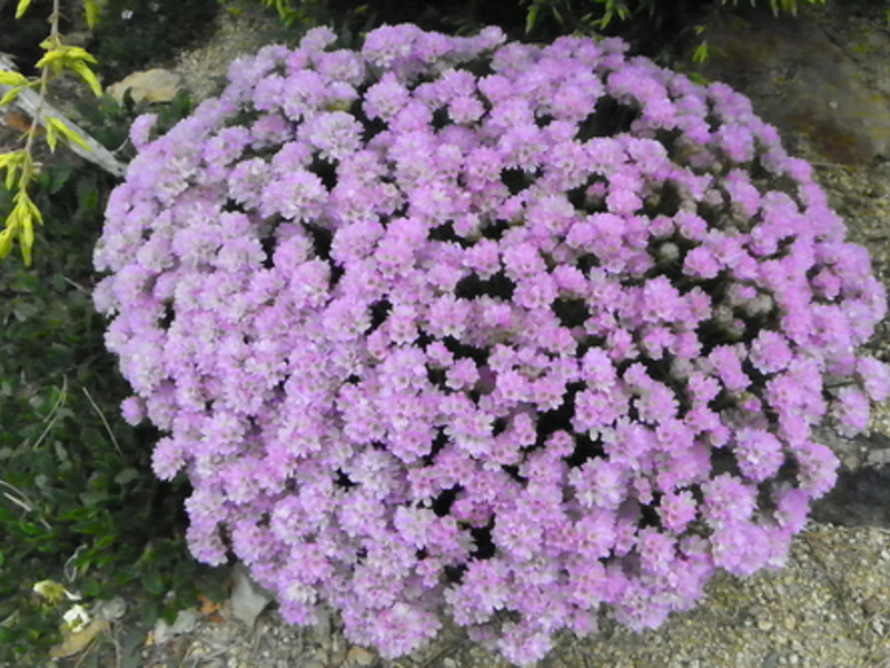 How to transplant an armeria