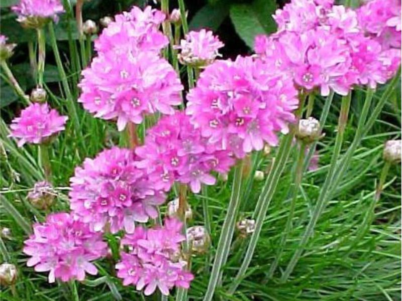 How to grow an armeria