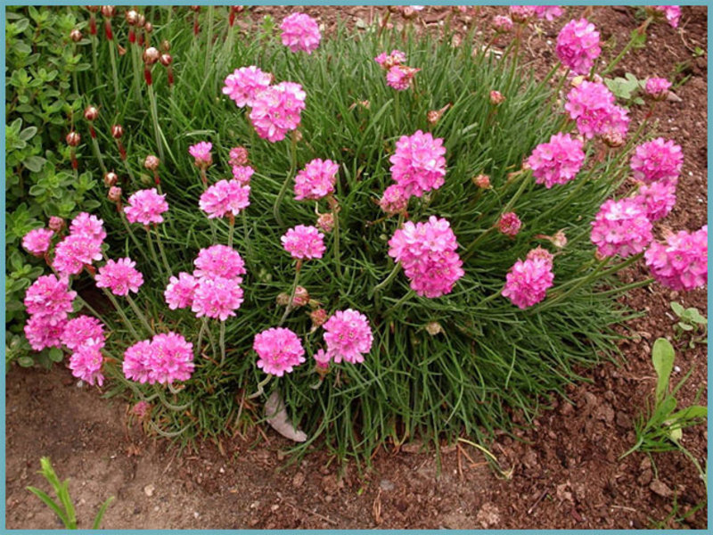 Armeria planting, care and fertilization.