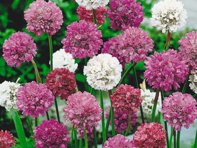 Planting armeria in open ground