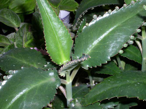 Kalanchoe pinnate