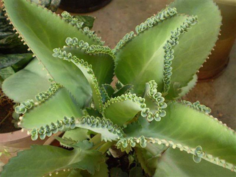 Kalanchoe plant