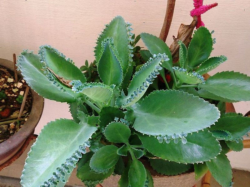 Kalanchoe flower