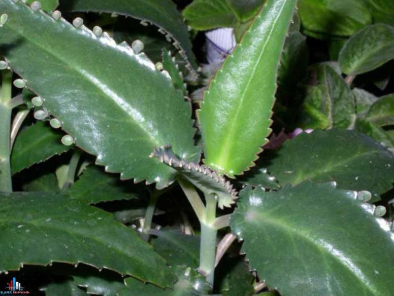 How the Kalanchoe home flower is applied