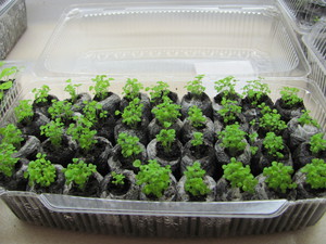 Seedlings in tablets