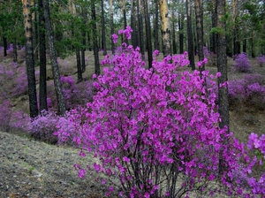 Assembly and storage of wild rosemary