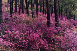 Description of the rosemary plant