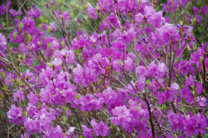 The use of wild rosemary