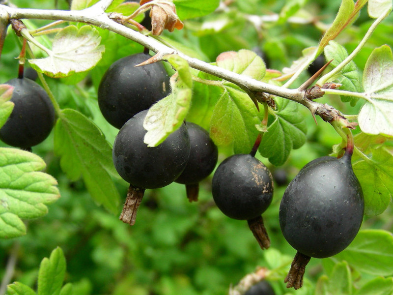 A hybrid of black currant and gooseberry.