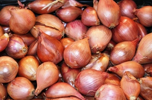 Growing family onions, description and photo of varieties