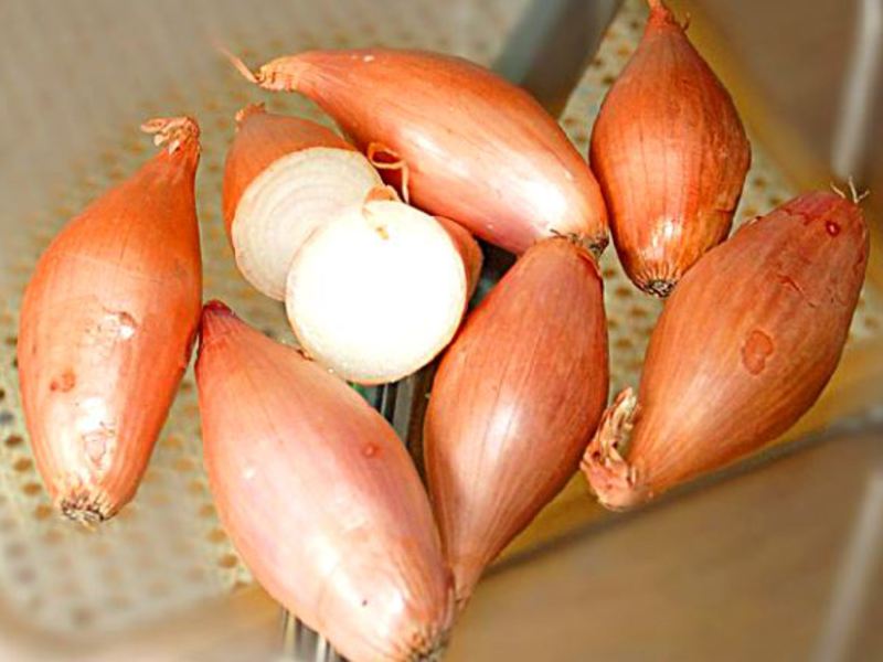 Harvesting onions